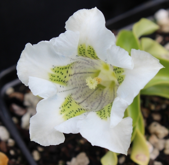 Picture of Gentiana angustifolia-Hybrid EP White I