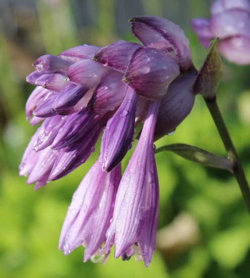 Picture of Hosta mukayama 'Purple Flamingo'