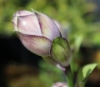 Picture of Hosta mukayama 'Purple Flamingo'