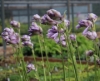 Picture of Hosta mukayama 'Purple Flamingo'