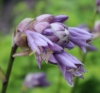 Picture of Hosta mukayama 'Purple Flamingo'