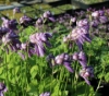 Picture of Hosta mukayama 'Purple Flamingo'