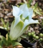 Picture of Gentiana acaulis Hybrid 'Coerulea'