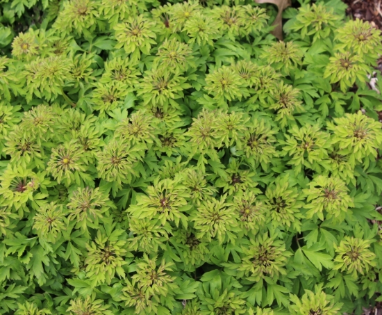 Picture of Anemone nemorosa 'Viridiflora'