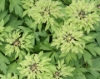 Picture of Anemone nemorosa 'Viridiflora'