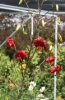 Picture of Lilium davidii 'Berry Red' BR lg