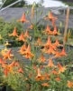 Picture of Lilium canadense BR lg
