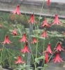 Picture of Lilium canadense var. coccineum  BR lg