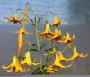 Picture of Lilium canadense yellow BR lg