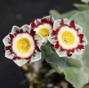Picture of Primula auricula 'King Kong'