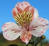 Picture of Alstroemeria 'Elvira'