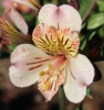 Picture of Alstroemeria 'Elvira'