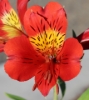 Picture of Alstroemeria 'Moulin Rouge'