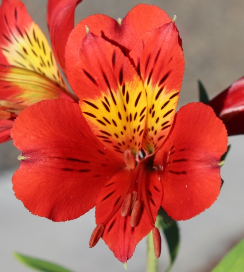 Picture of Alstroemeria 'Moulin Rouge'