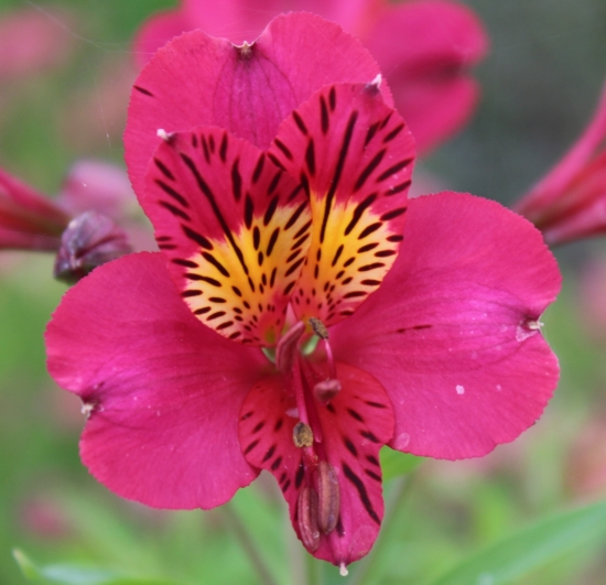 Picture of Alstroemeria 'Tessa'