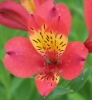 Picture of Alstroemeria 'Watermelon'