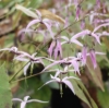 Picture of Epimedium fargesii CC001623
