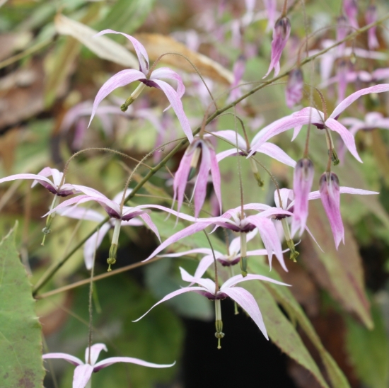 Picture of Epimedium fargesii CC001623