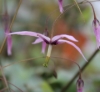 Picture of Epimedium fargesii CC001623