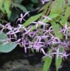 Picture of Epimedium fargesii CC001623