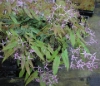 Picture of Epimedium fargesii CC001623