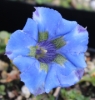 Picture of Gentiana acaulis Hybrid 'Coelestina'