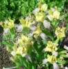 Picture of Iris variegata