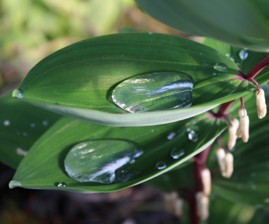 Picture of Polygonatum odoratum 'Akajiku'