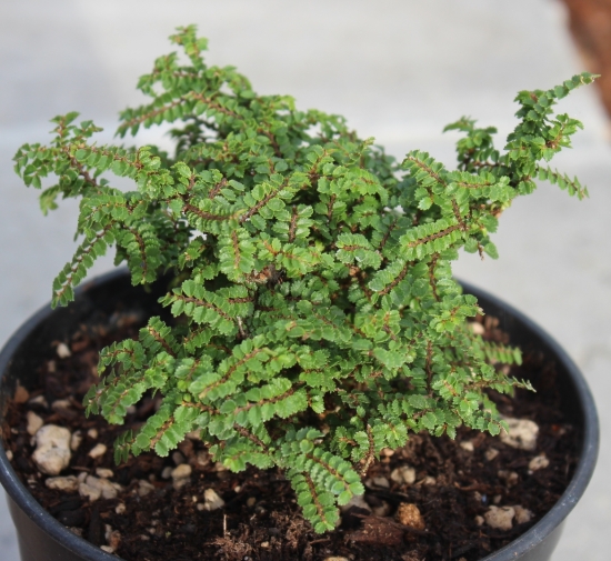 Picture of Ulmus parvifolia 'Hokkaido'