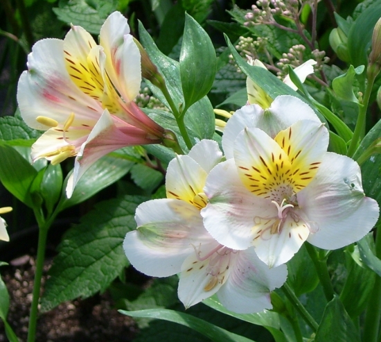 Picture of Alstroemeria Cream-white Tall