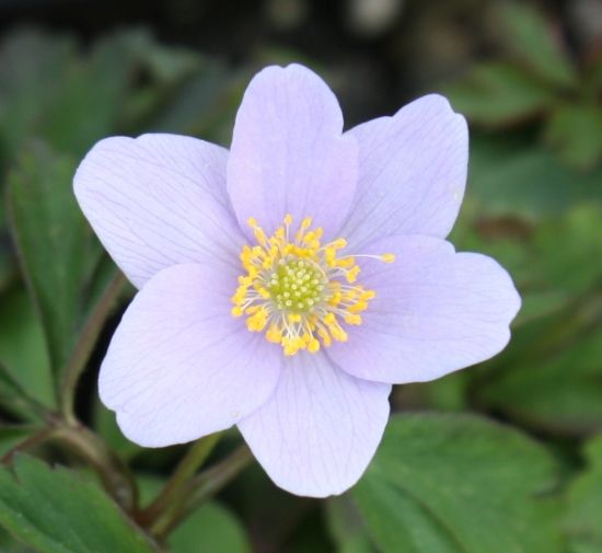 Picture of Anemone nemorosa 'Allenii'