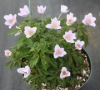 Picture of Anemone nemorosa 'Spring Sky'