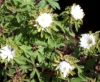 Picture of Anemone nemorosa 'Bracteata Pleniflora'