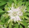 Picture of Anemone nemorosa 'Stammer Berg'