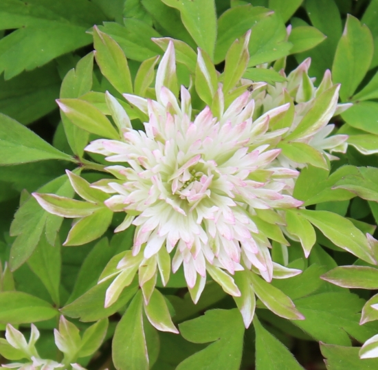 Picture of Anemone nemorosa 'Stammer Berg'