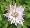 Picture of Anemone nemorosa 'Stammer Berg'