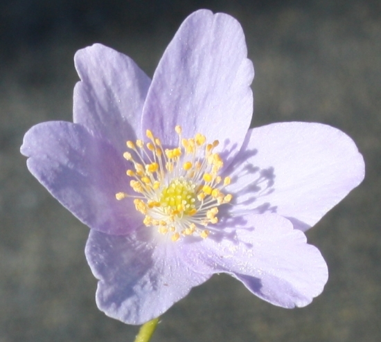 Picture of Anemone nemorosa 'Spring Sky'
