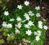 Picture of Anemone nemorosa 'Leeds Variety'
