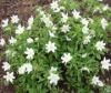 Picture of Anemone nemorosa 'Leeds Variety'
