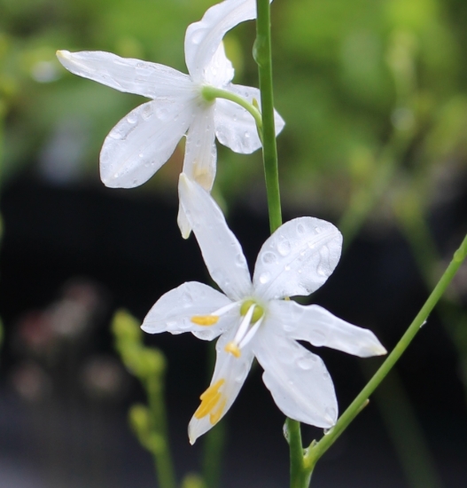 Picture of Anthericum ramosum