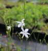 Picture of Anthericum ramosum