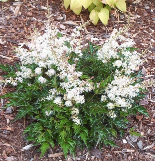 Picture of Astilbe glaberrima var. saxatilis