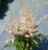 Picture of Astilbe glaberrima var. saxatilis