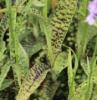 Picture of Dactylorhiza fuchsii More Spotted
