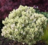Picture of Daphne x burkwoodii 'Briggs Moonlight'