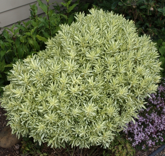 Picture of Daphne x burkwoodii 'Briggs Moonlight'