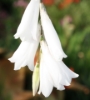 Picture of Dierama Hybr. Large White (Divisions)
