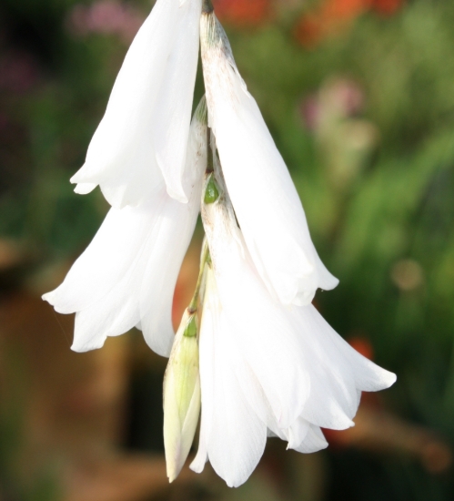 Picture of Dierama Hybr. Large White (Divisions)
