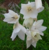 Picture of Dierama Hybr. Large White (Divisions)