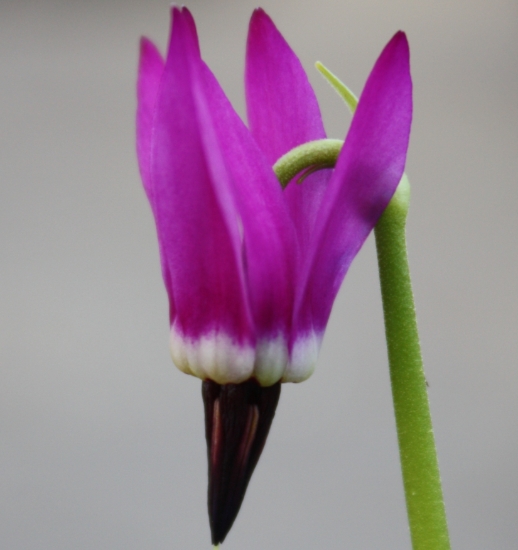 Picture of Dodecatheon austrofrigidum